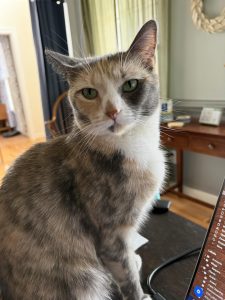 tortoise shell cat interrupting work by sitting on desk next to laptop looking smugly at the camera